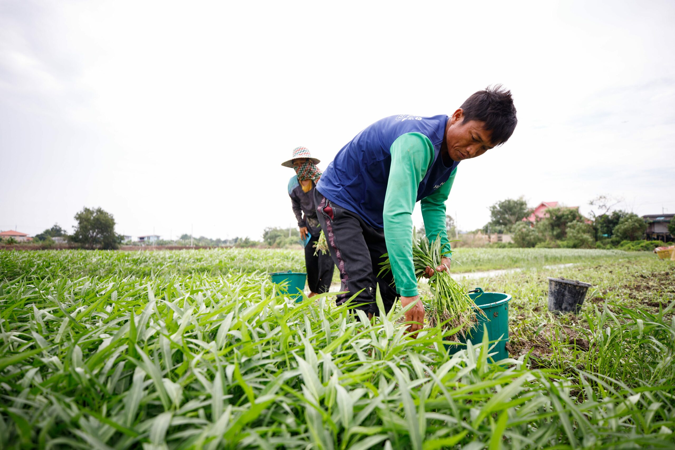 เกษตรกรคนขยัน วัย 66 เช่าที่ปลูกผัก เก็บผลผลิตขายในเซเว่น ได้จับเงินทุกวัน 
