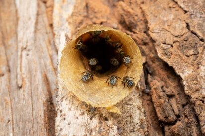 ผึ้งชันโรง แมลงผู้ช่วยเกษตรกร ปลูกกาแฟอาราบิก้า ให้มีรสชาติกลิ่นหอม