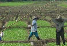 สรุปมาตรการ จัดการหนี้นอกระบบ ของ ธ.ก.ส. ช่วยเกษตรกรฝ่าวิกฤต