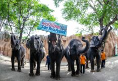 “เราจำเป็นต้องขายน้องออกไป ถึงแม้จะรักมาก” สวนเสือศรีราชา ประกาศขายช้างยกโขลง