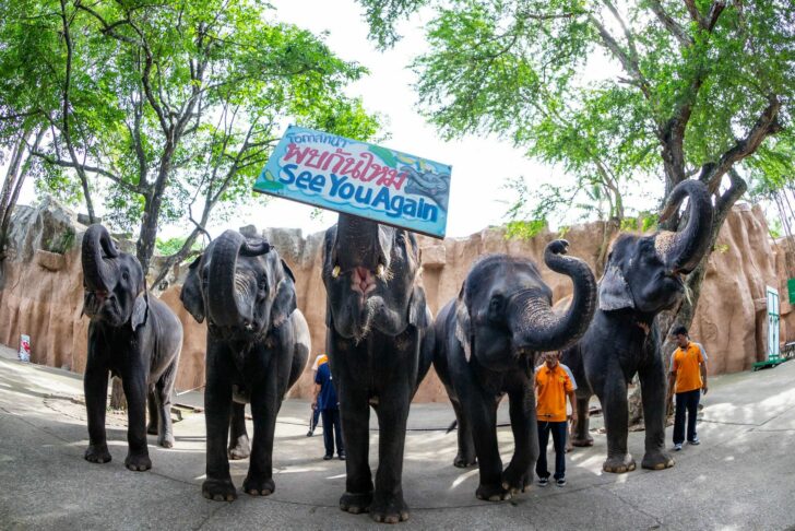 “เราจำเป็นต้องขายน้องออกไป ถึงแม้จะรักมาก” สวนเสือศรีราชา ประกาศขายช้างยกโขลง
