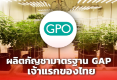 ผ่านแล้ว! องค์การเภสัชฯ ผลิตกัญชามาตรฐาน GAP เจ้าแรกของไทย