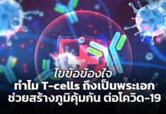 ไขข้อข้องใจ ทำไม T-cells ถึงเป็นพระเอก ช่วยสร้างภูมิคุ้มกัน ต่อโควิด-19