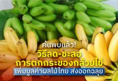 ค้นพบแล้ว! วิธีลด-ชะลอ การตกกระของกล้วยไข่ เพิ่มมูลค่าผลไม้ไทย ส่งออกฉลุย