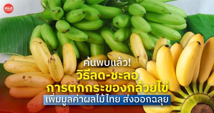 ค้นพบแล้ว! วิธีลด-ชะลอ การตกกระของกล้วยไข่ เพิ่มมูลค่าผลไม้ไทย ส่งออกฉลุย