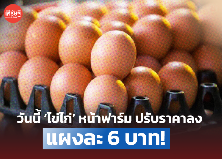 วันนี้ ‘ไข่ไก่’ หน้าฟาร์ม ปรับราคาลดลง แผงละ 6 บาท!